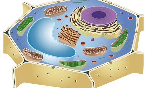 学好高中生物的方法有哪些